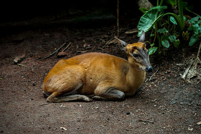 View of a muntjac deer relaxing on field.
