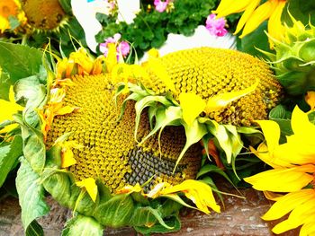 Close-up of yellow flower