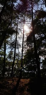 Sunlight streaming through trees in forest