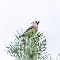 Low angle view of bird bohemian waxwing perching on branch against sky