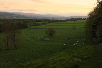 Scenic view of agricultural field against sky during sunset