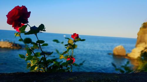 Close-up of red flowers growing on rock