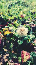 Close-up of dandelion flower