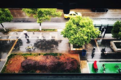 Plants by wet glass window in city