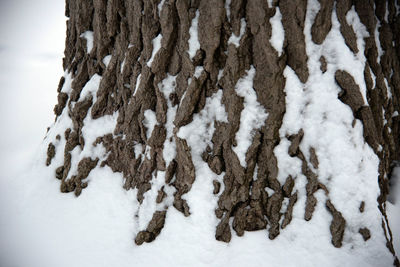 Close-up of snow on tree