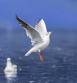 Seagull flying over sea