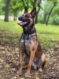 Dog sticking out tongue while sitting on field