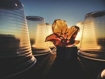 Close-up of flowers at night