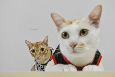 Portrait of cat looking at camera