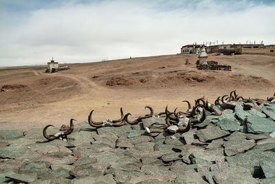 View of birds on sand