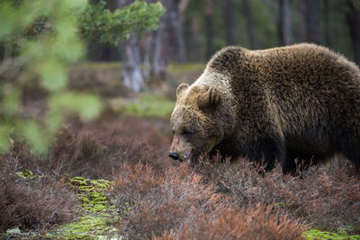 View of lion in the forest