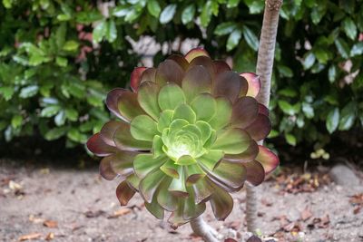 Close-up of flowering plant on land