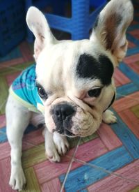 Portrait of dog lying down on floor