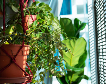 Hanging plants near the window during sunrise, with the sunlight coming through.