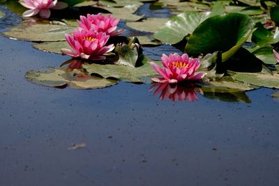 Close-up of lotus water lily in pond