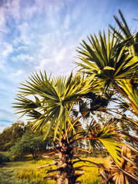 Close-up of palm tree against sky