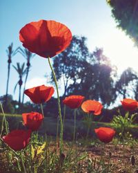 Close-up of red poppy flowers growing on field
