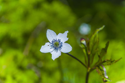 Close-up of white flowering plant