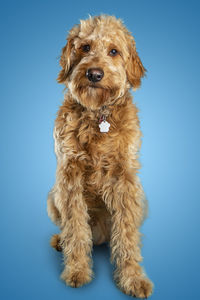 Close-up of dog against blue background