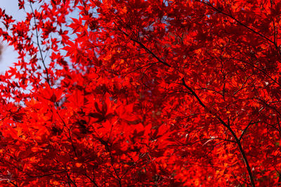 Low angle view of maple tree