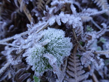 Close-up of frozen leaves