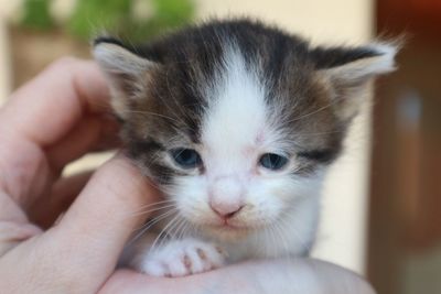 Cropped image of hand holding kitten at home