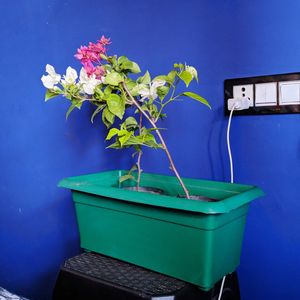 Close-up of flower pot on table against blue wall