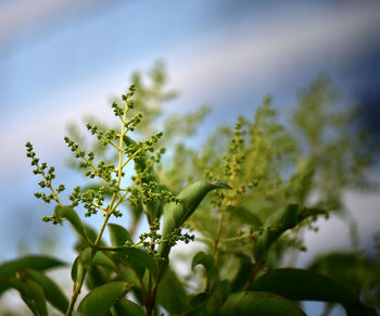 Low angle view of flowering plant against sky