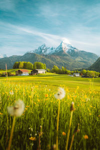 Scenic view of grassy field against sky