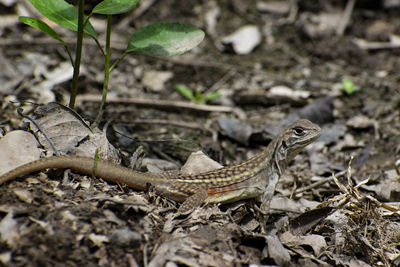 High angle view of lizard on land