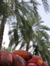 Close-up of plant against blurred background