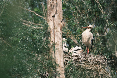 View of white stork family perching on tree