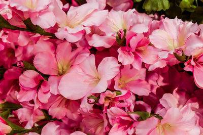 Close-up of pink flowers blooming outdoors