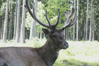 Portrait of deer in forest