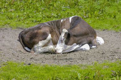 Dog sitting on grassy field