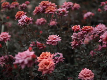 Close-up of pink flowering plants on field