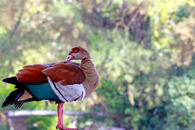 Bird on ground