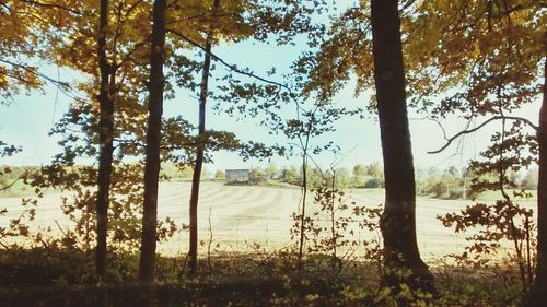 Trees on landscape against sky