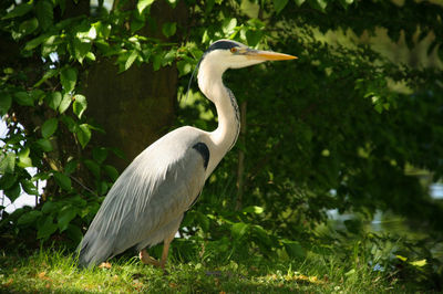 Bird on grass