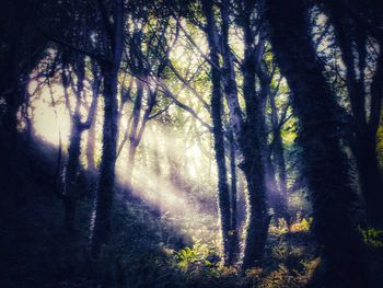 Sunlight streaming through trees in forest