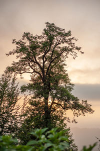 Low angle view of silhouette tree against sky