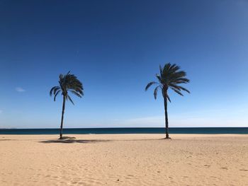 Palm trees on beach against clear blue sky