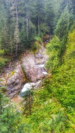 Stream flowing through forest