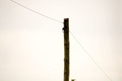 Low angle view of bird perching on cable against clear sky