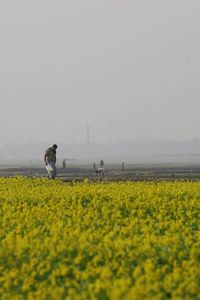 Scenic view of yellow flower field against sky