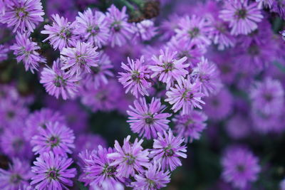 Close-up of purple flowering plants