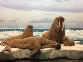 Lion relaxing in sea against sky