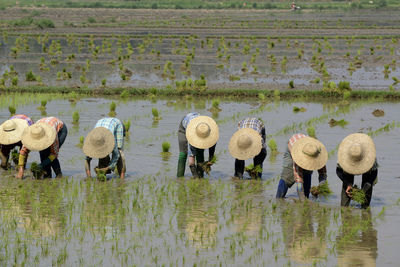 Farmers working in rice field