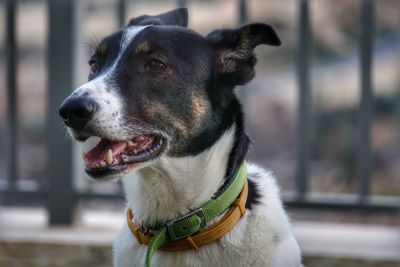 Close-up of dog looking away