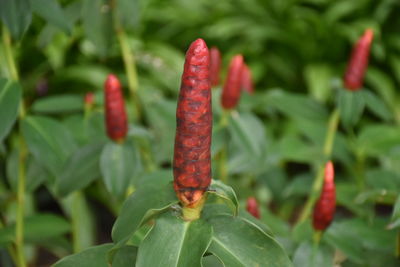 Close-up of red berries on plant